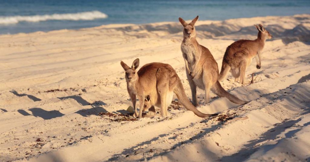 Kangaroos gathering on the beach at Bribie Island